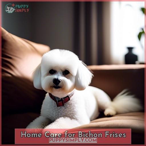 Home Care for Bichon Frises