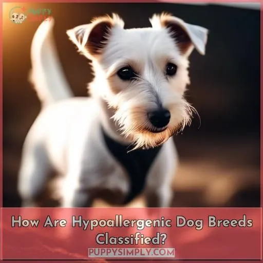 How Are Hypoallergenic Dog Breeds Classified