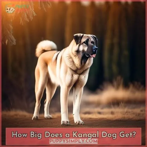 How Big Does a Kangal Dog Get