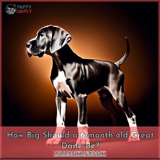 How Big Should a 6-month-old Great Dane Be