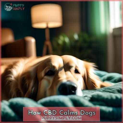How CBD Calms Dogs