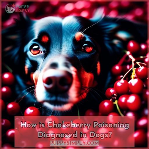 How is Chokeberry Poisoning Diagnosed in Dogs
