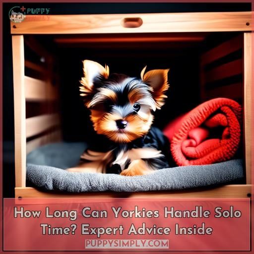 How Long Can Yorkies Handle Solo Time? Expert Advice Inside