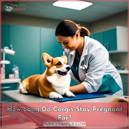 How Long Do Corgis Stay Pregnant For