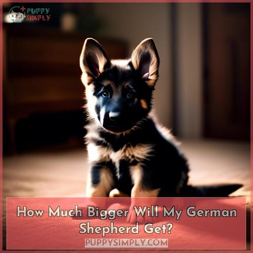 How Much Bigger Will My German Shepherd Get