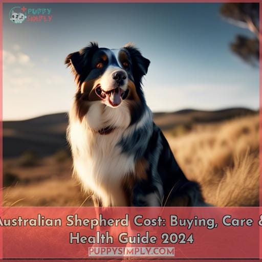 how much do australian shepherds cost how much do australian shepherds cost