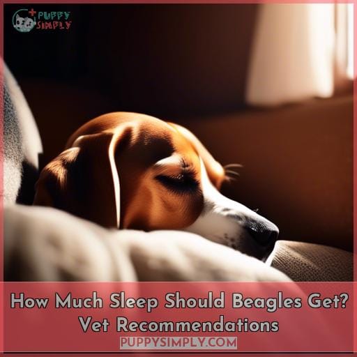how much sleep should a beagle have how much sleep should a beagle have