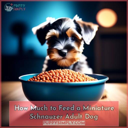 How Much to Feed a Miniature Schnauzer Adult Dog