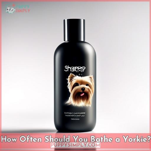 How Often Should You Bathe a Yorkie