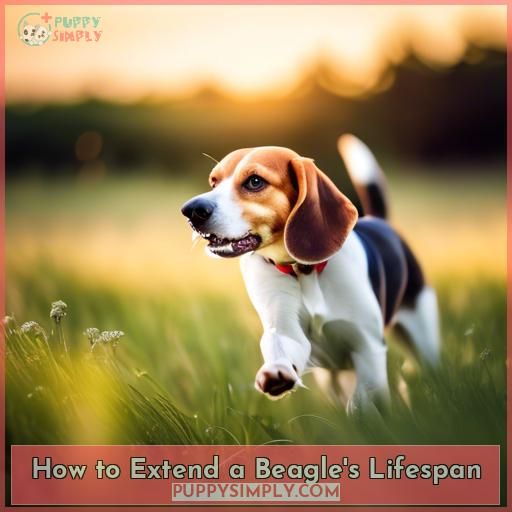 How to Extend a Beagle