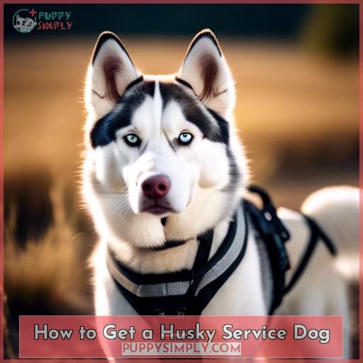 How to Get a Husky Service Dog
