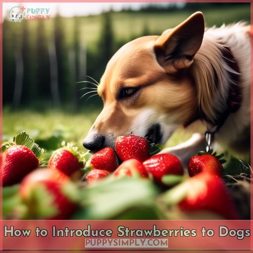 How to Introduce Strawberries to Dogs