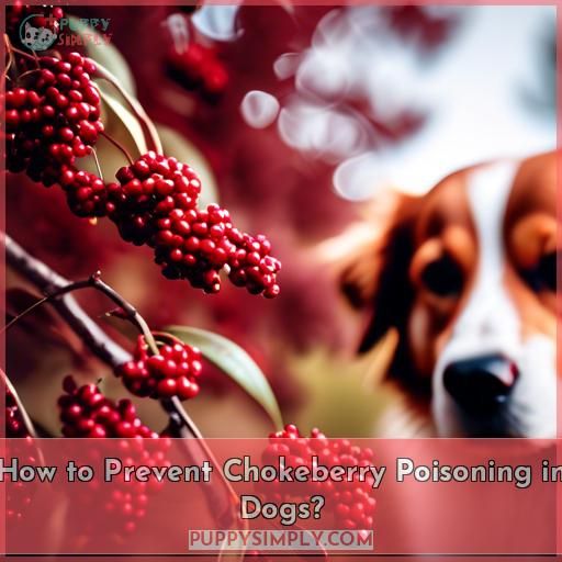 How to Prevent Chokeberry Poisoning in Dogs