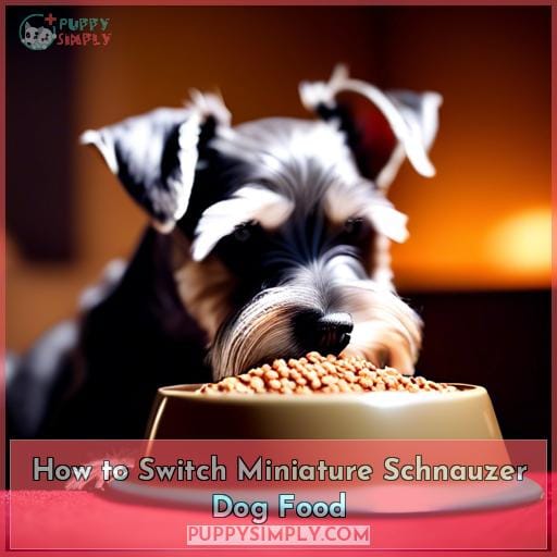 How to Switch Miniature Schnauzer Dog Food