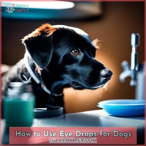 How to Use Eye Drops for Dogs