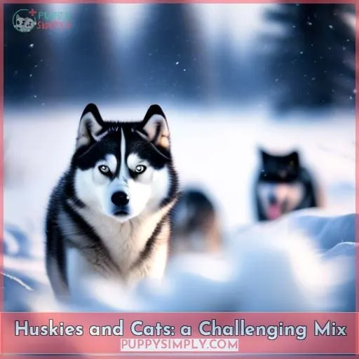 Huskies and Cats: a Challenging Mix