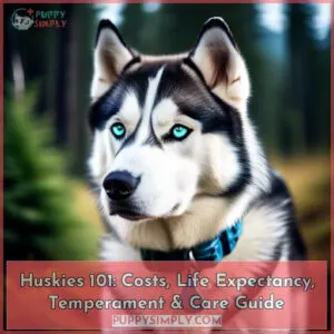 huskies as pets costs life expectancy and temperament