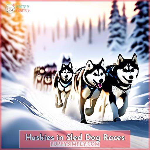 Huskies in Sled Dog Races