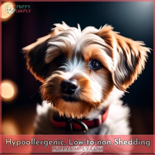 Hypoallergenic, Low-to-non Shedding