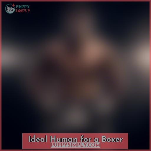 Ideal Human for a Boxer