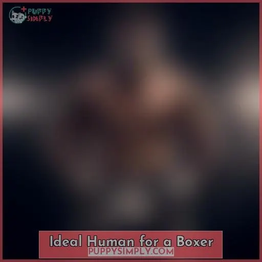 Ideal Human for a Boxer