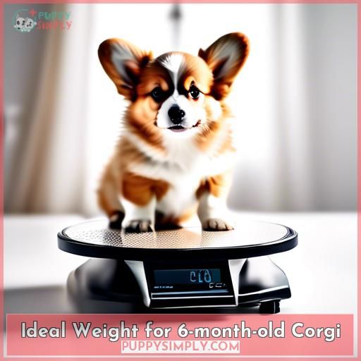 Ideal Weight for 6-month-old Corgi