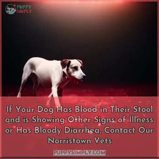 If Your Dog Has Blood in Their Stool and is Showing Other Signs of Illness or Has Bloody Diarrhea, Contact Our