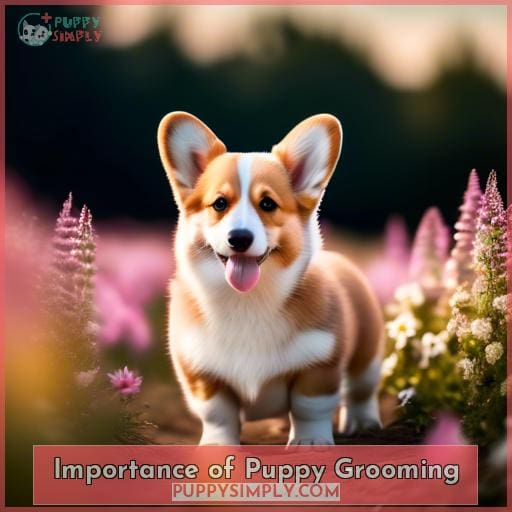 Importance of Puppy Grooming