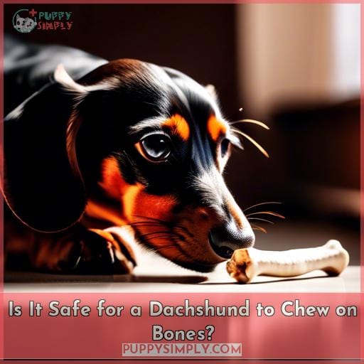 Is It Safe for a Dachshund to Chew on Bones
