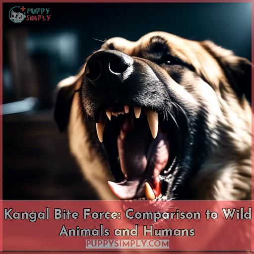 Kangal Bite Force: Comparison to Wild Animals and Humans
