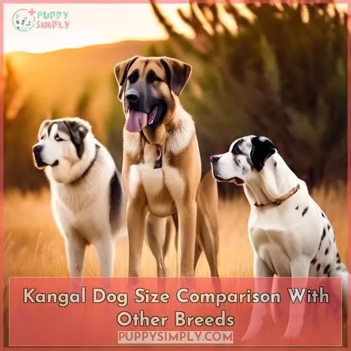 Kangal Dog Size Comparison With Other Breeds