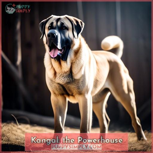 Kangal: the Powerhouse