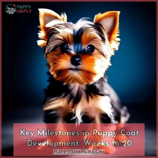 Key Milestones in Puppy Coat Development: Weeks 16-20