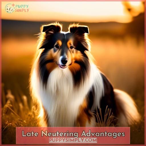 Late Neutering Advantages Late Neutering Advantages