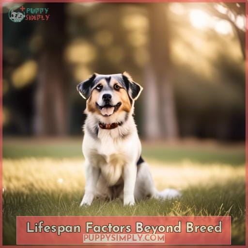 Lifespan Factors Beyond Breed