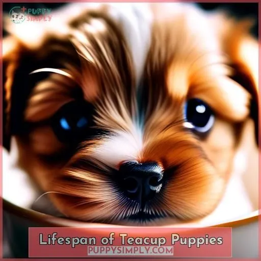 Lifespan of Teacup Puppies