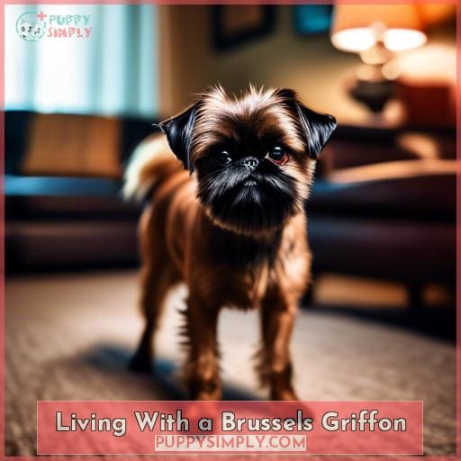 Living With a Brussels Griffon