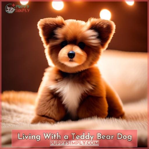 Living With a Teddy Bear Dog