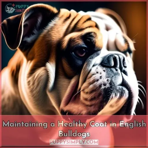Maintaining a Healthy Coat in English Bulldogs