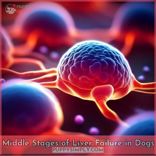 Middle Stages of Liver Failure in Dogs
