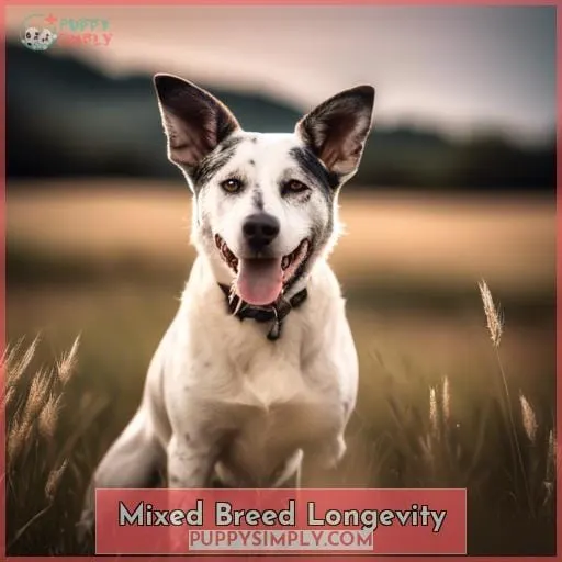 Mixed Breed Longevity