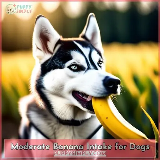 Moderate Banana Intake for Dogs