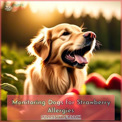Monitoring Dogs for Strawberry Allergies