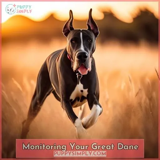 Monitoring Your Great Dane