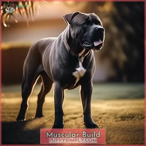Muscular Build