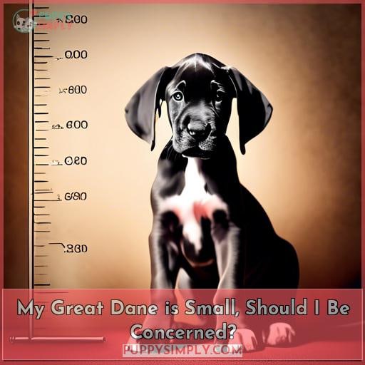 My Great Dane is Small, Should I Be Concerned