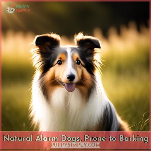 Natural Alarm Dogs, Prone to Barking
