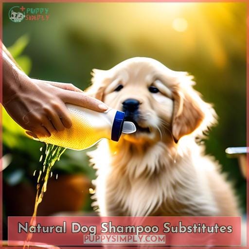Natural Dog Shampoo Substitutes