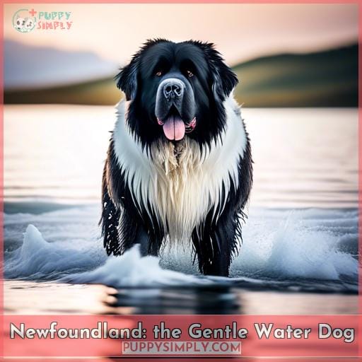 Newfoundland: the Gentle Water Dog