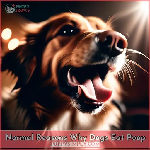 Normal Reasons Why Dogs Eat Poop